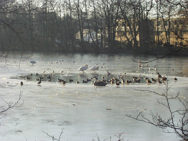 frozen-lake