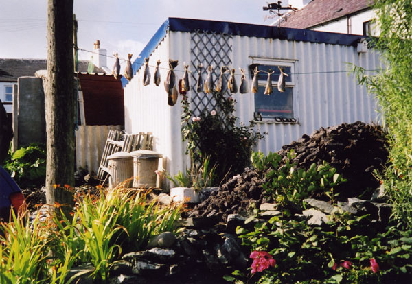 07-fish