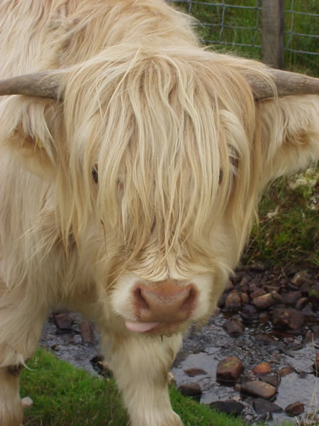 07cow