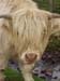 07cow